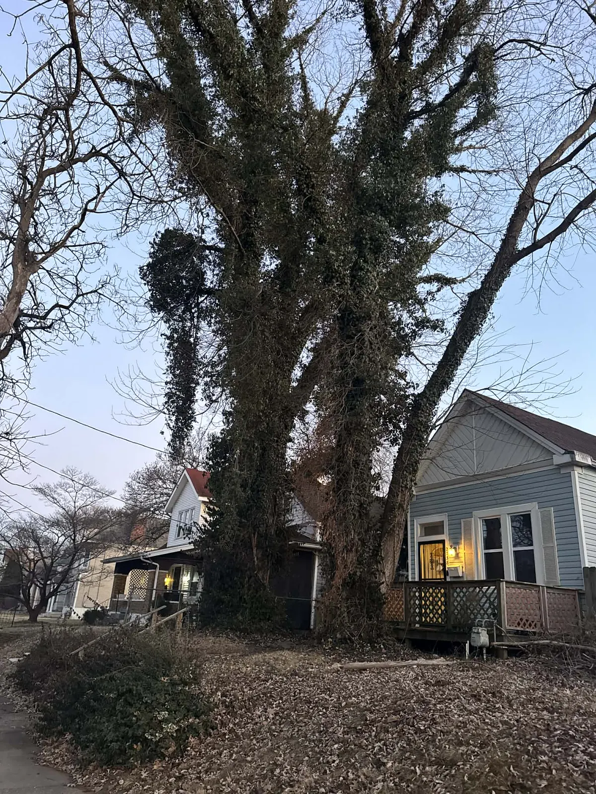 large tree service project near a Louisville KY home